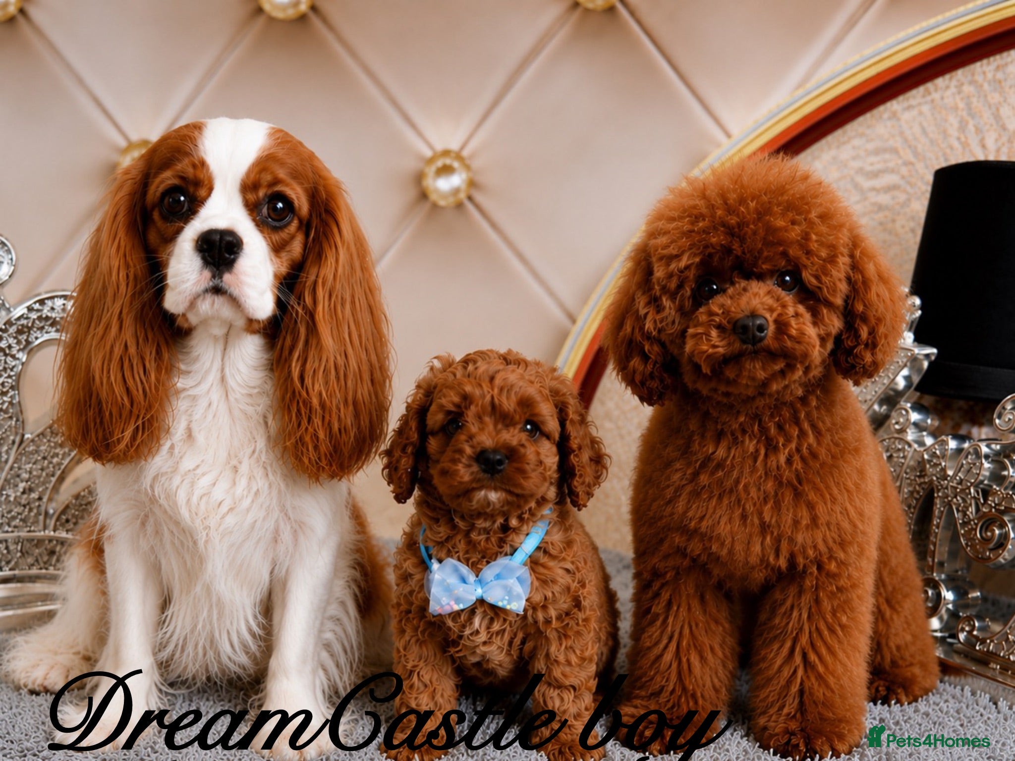 Cavapoo dogs Ready now Last boy Asian teddy poodle dad  - Advert 2