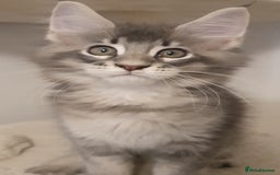 Maine Coon cats for sale: pure maine coon kittens - Image 10
