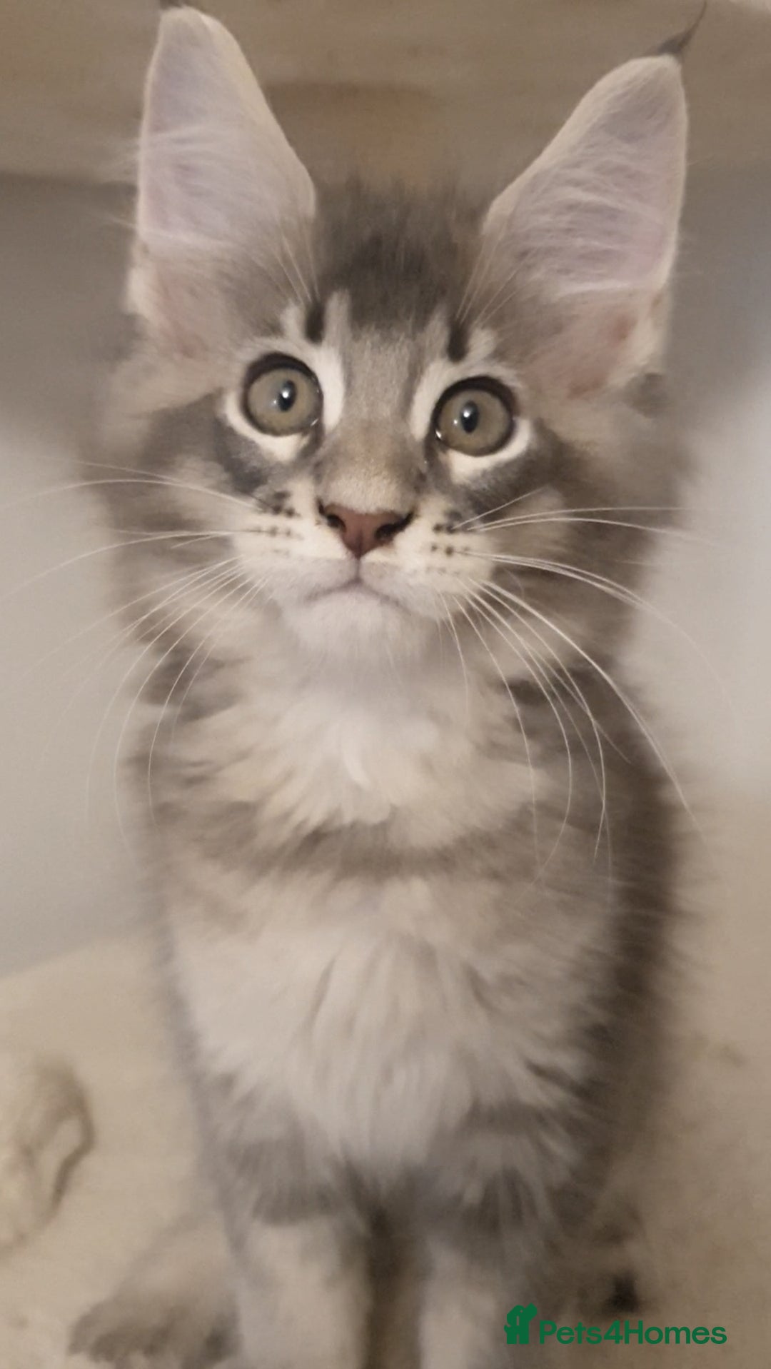 Maine Coon cats for sale: pure maine coon kittens - Image 10