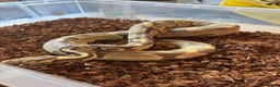 Python Snake reptiles for sale: 11x royal pythons  - Advert 2