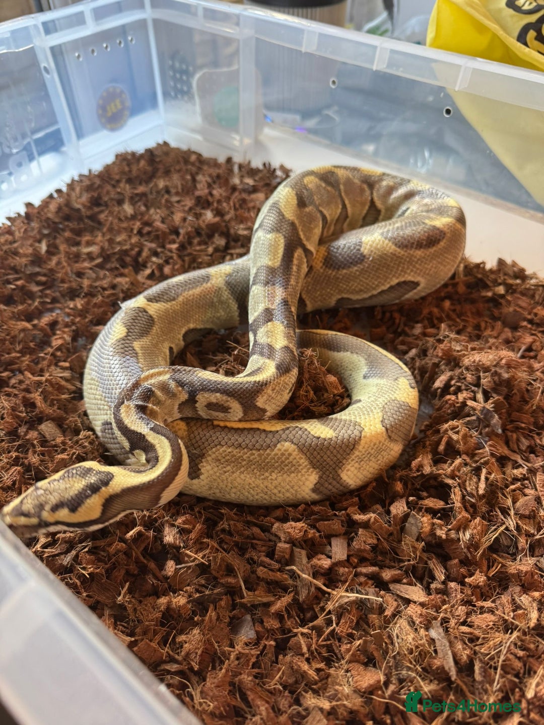 Python Snake reptiles for sale: 11x royal pythons  - Advert 2