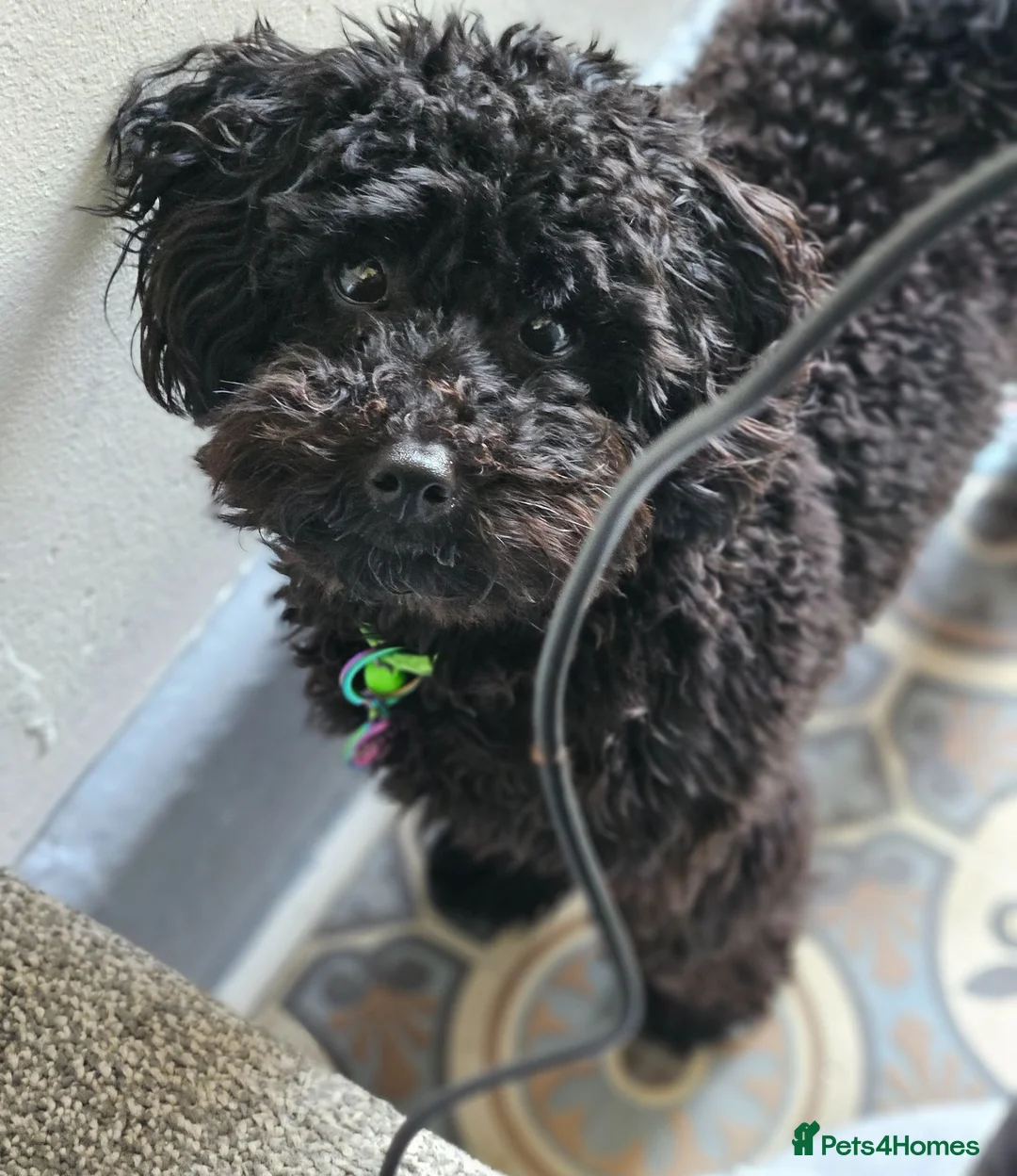 Mixed Breed dogs for sale: Black Toy cockapoo Female 1yr in Nottingham - Advert 2