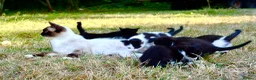 Ragdoll cats for sale: THE MOST BEAUTIFUL KITTENS  - Advert 21