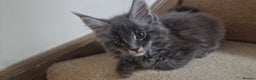 Maine Coon cats for sale: 🐾 Three Majestic Pedigree Maine Coon Kittens! 🏡 - Advert 11