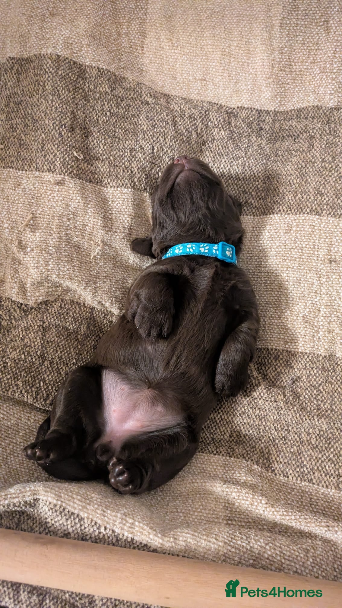 Sprocker Puppy 4 Blue