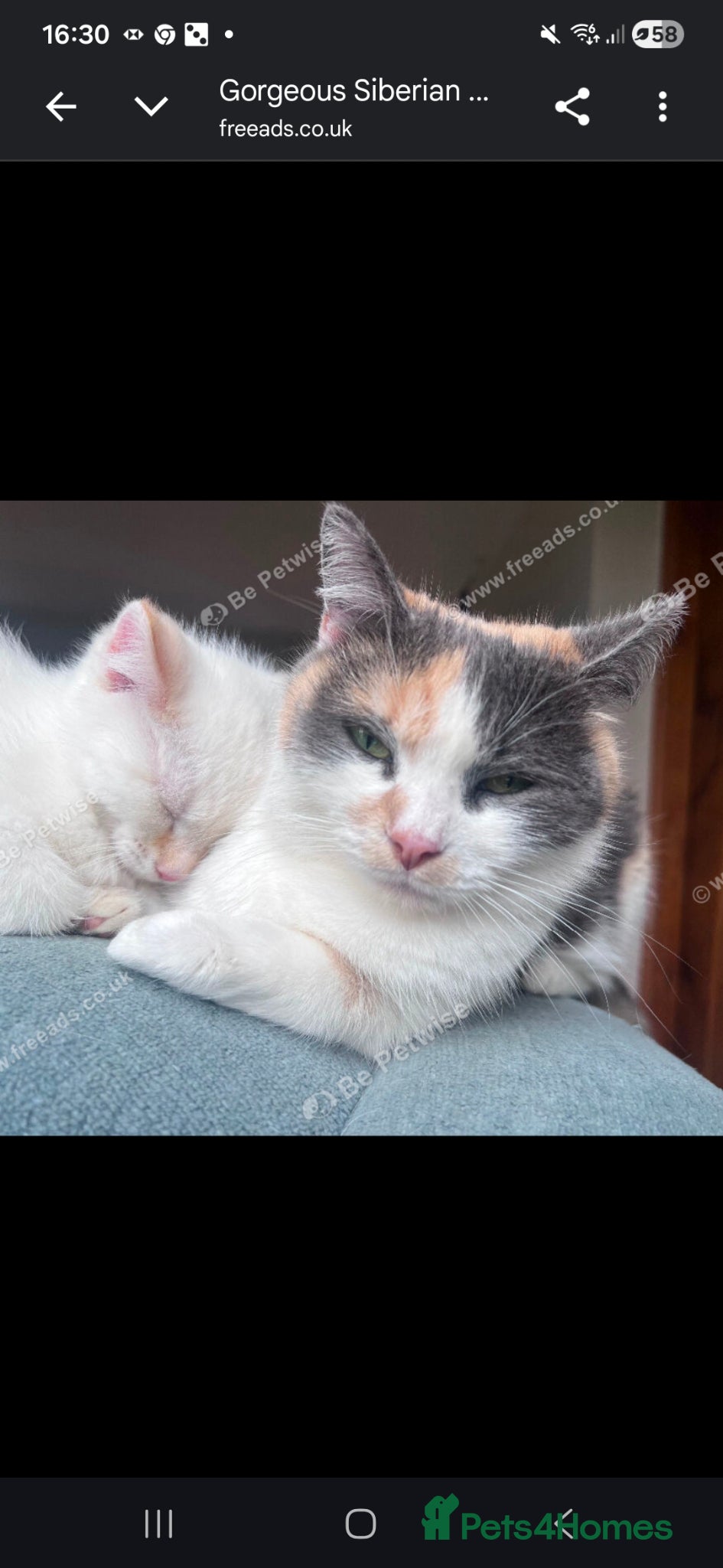 Mixed Breed cats Male Siberian Cross (Flame Point) - Advert 2