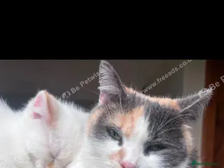 Mixed Breed cats Male Siberian Cross (Flame Point) - Advert 3