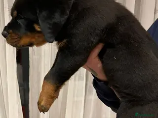 Rottweiler dogs GIANT ROTTWEILER PUPS. HEALTH, SIZE, TEMPERAMENT. - Advert 15