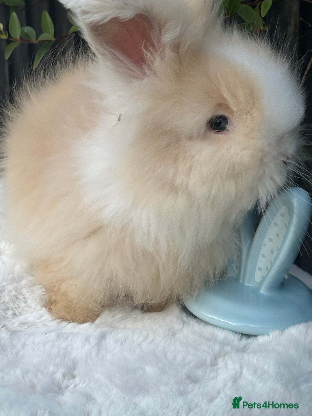 Angora rabbits for sale: Harlequin and blue (grey ) angoras  - Image 4