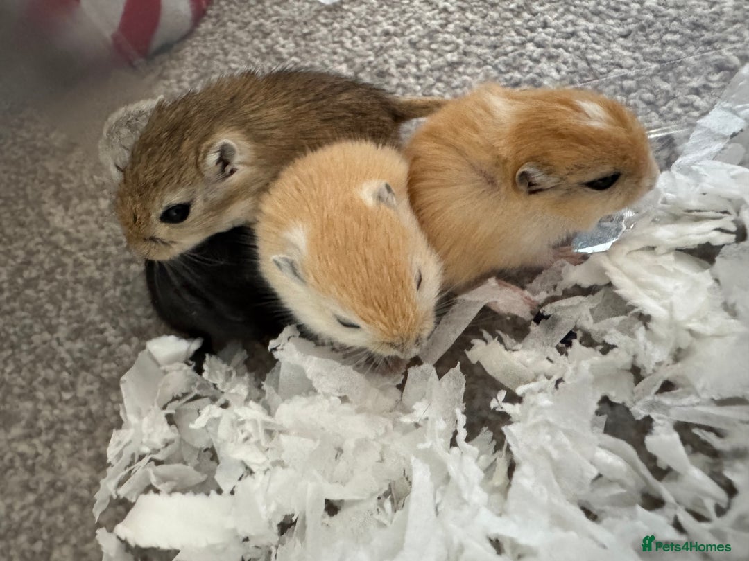 Gerbil rodents for sale: Baby gerbils ready soon - Advert 6