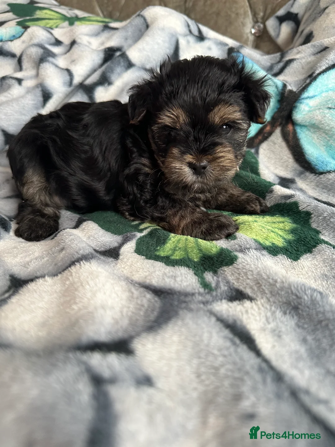 Yorkshire Terrier dogs for sale: 🐾✨ Tiny Paws, Big Love! ✨🐾 - Advert 3