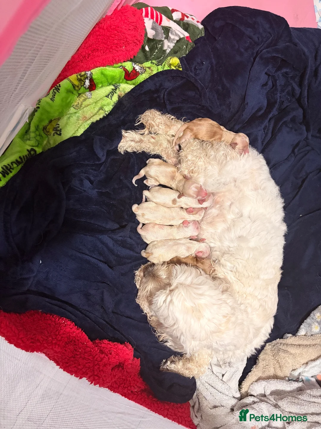 Cockapoo dogs for sale: Cockapoo puppies - Advert 1