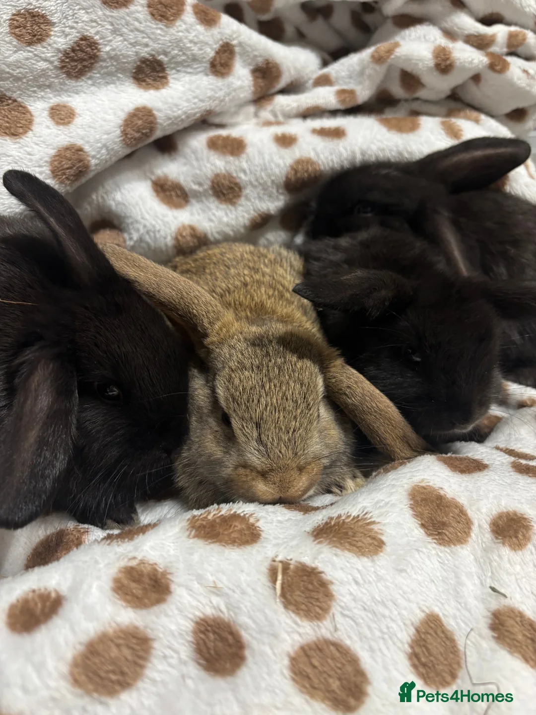 Mini Lop rabbits for sale: Only buck number 3&4 left - 4 baby mini lops 💙🩵 - Advert 2