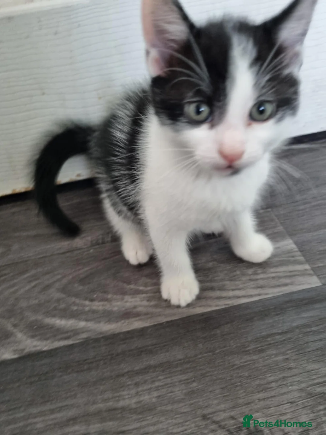 Mixed Breed cats for sale: Two beautiful kittens  - Advert 6