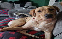Labrador Retriever dogs for sale: Yellow labrador female 16 months old  - Image 1