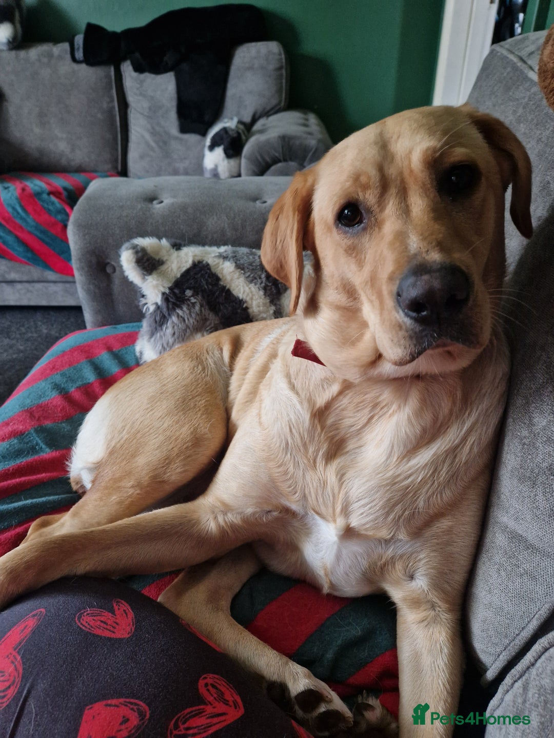 Labrador Retriever dogs for sale: Yellow labrador female 16 months old  - Image 1