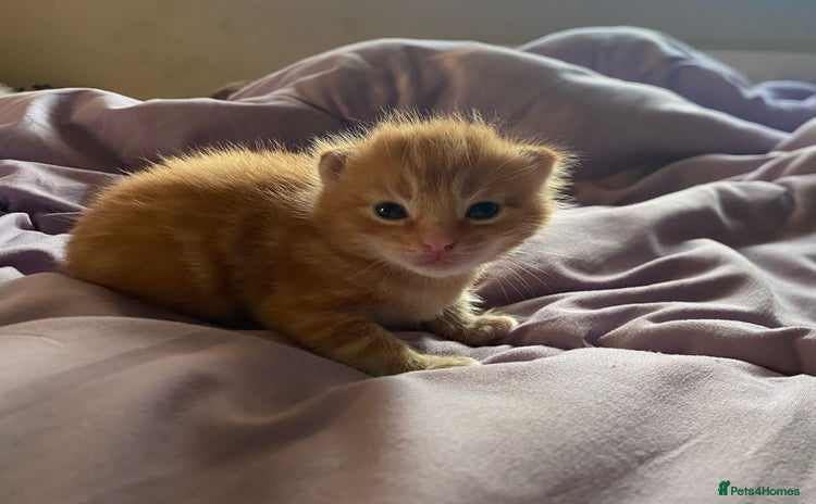 Domestic Shorthair cats - Advert 1