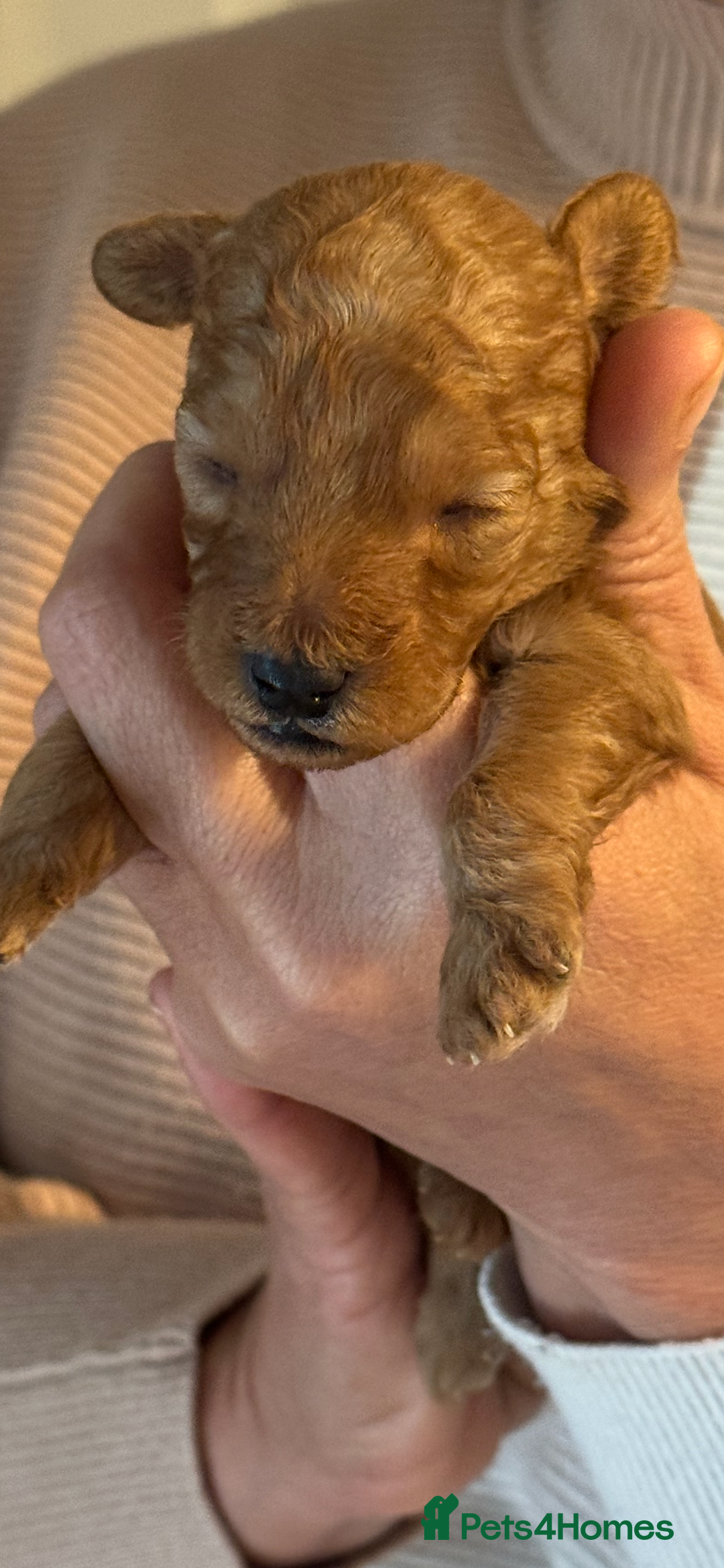 Toy Poodle dogs for sale: Toy Poodles - Advert 11