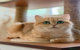 British Shorthair cats for sale: 2 beautiful kittens for sale - Image 6