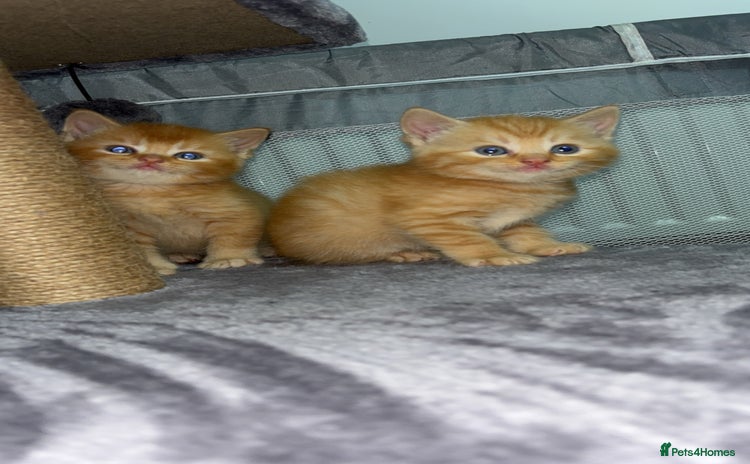 British Shorthair cats - Advert 10