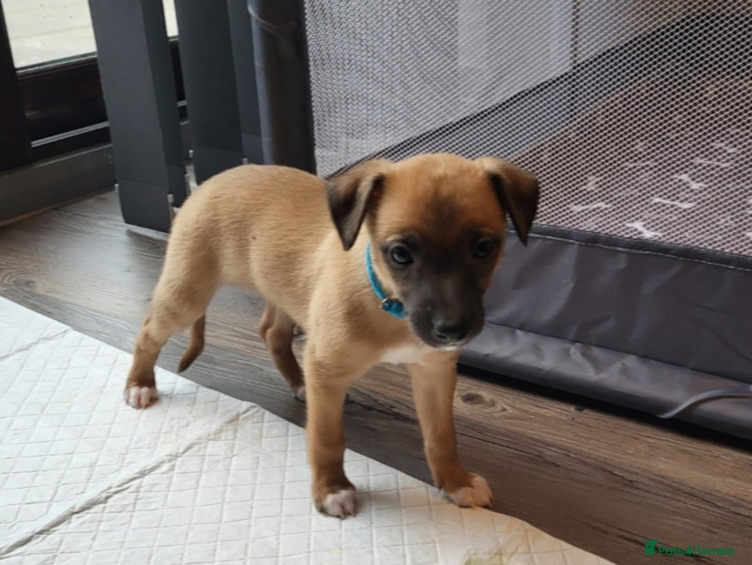 Whippet dogs for sale: These Adorable pups are needing a forever home. - Advert 28