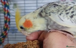 Cockatiels birds for sale: DNA tested female baby hand-reared cockatiels - Image 4