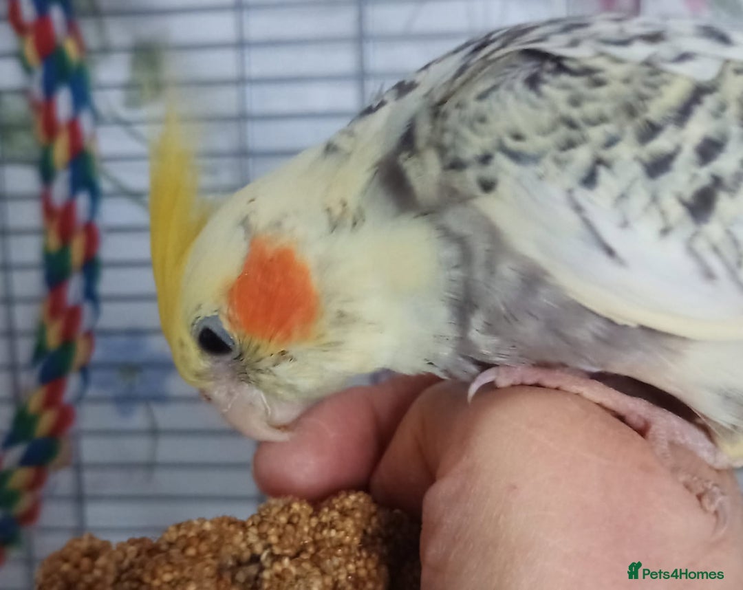Cockatiels birds for sale: DNA tested female baby hand-reared cockatiels - Image 4
