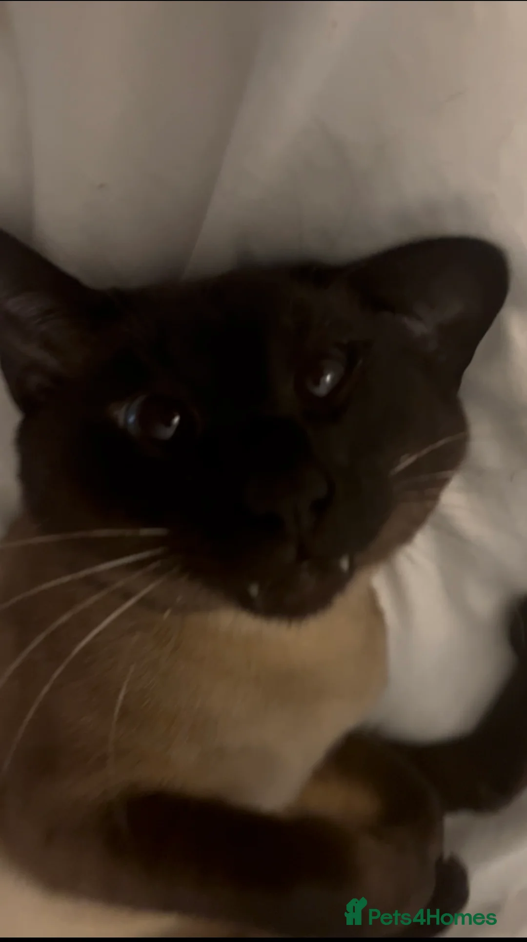 Siamese cats for sale: 2 year old Siamese  - Advert 1
