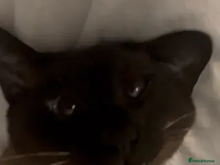 Siamese cats 2 year old Siamese - Advert 2