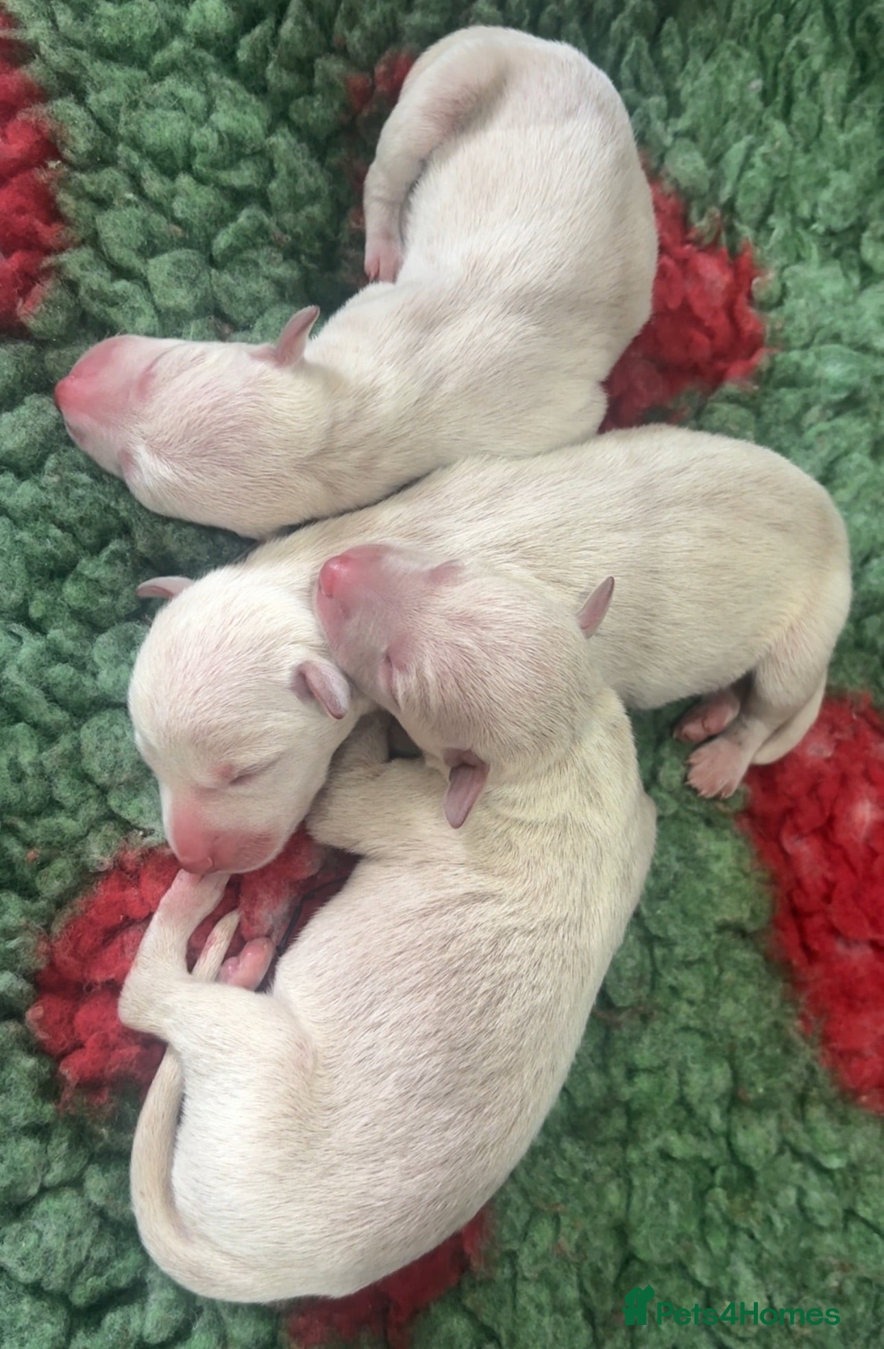 Italian Greyhound dogs Gorgeous Cream Boy Available - Advert 5