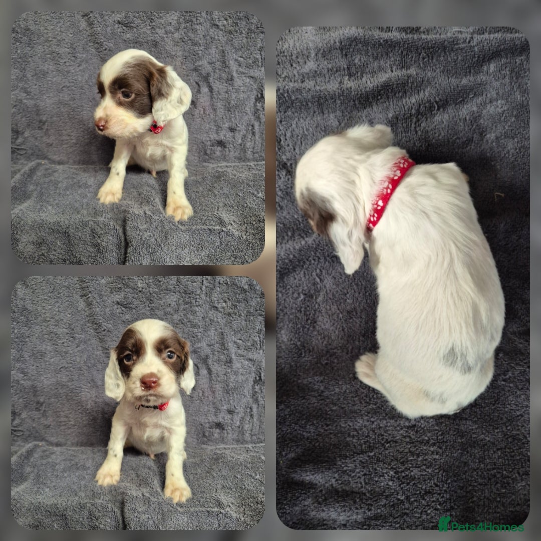 English Springer Spaniel dogs for sale: English Springer Spaniel Pups - Image 3