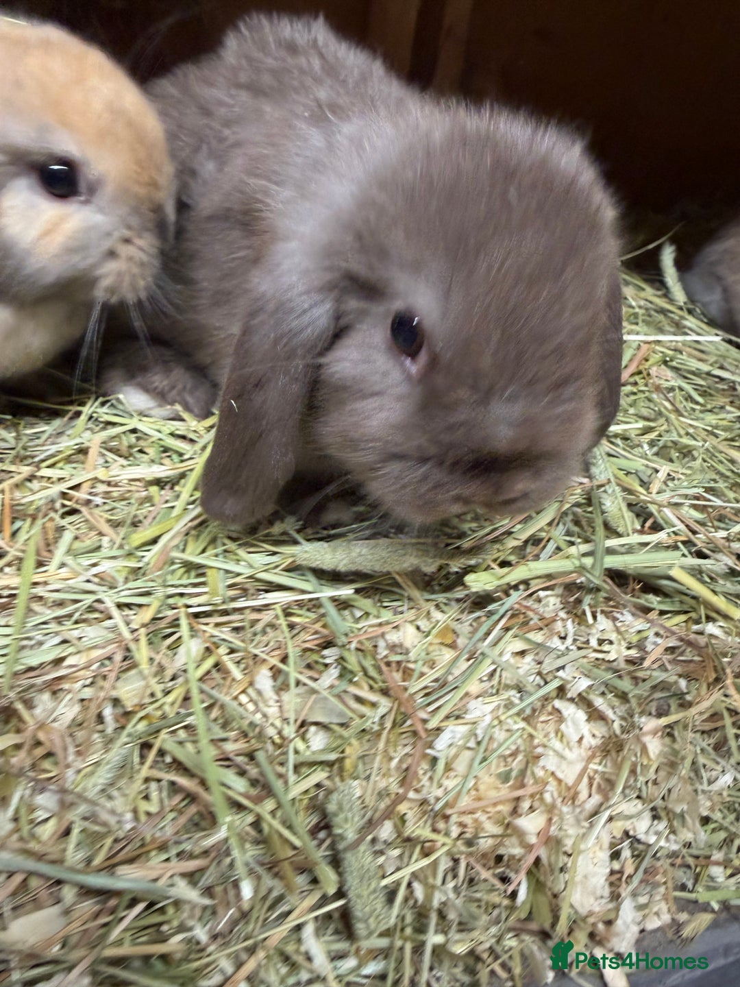 Mini Lop rabbits for sale: Stunning Mini lops vaccinated for sale. All bucks  - Advert 5