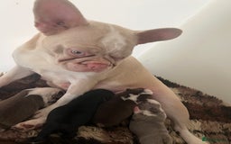 French Bulldog dogs for sale: French Bulldog Puppies  - Image 4