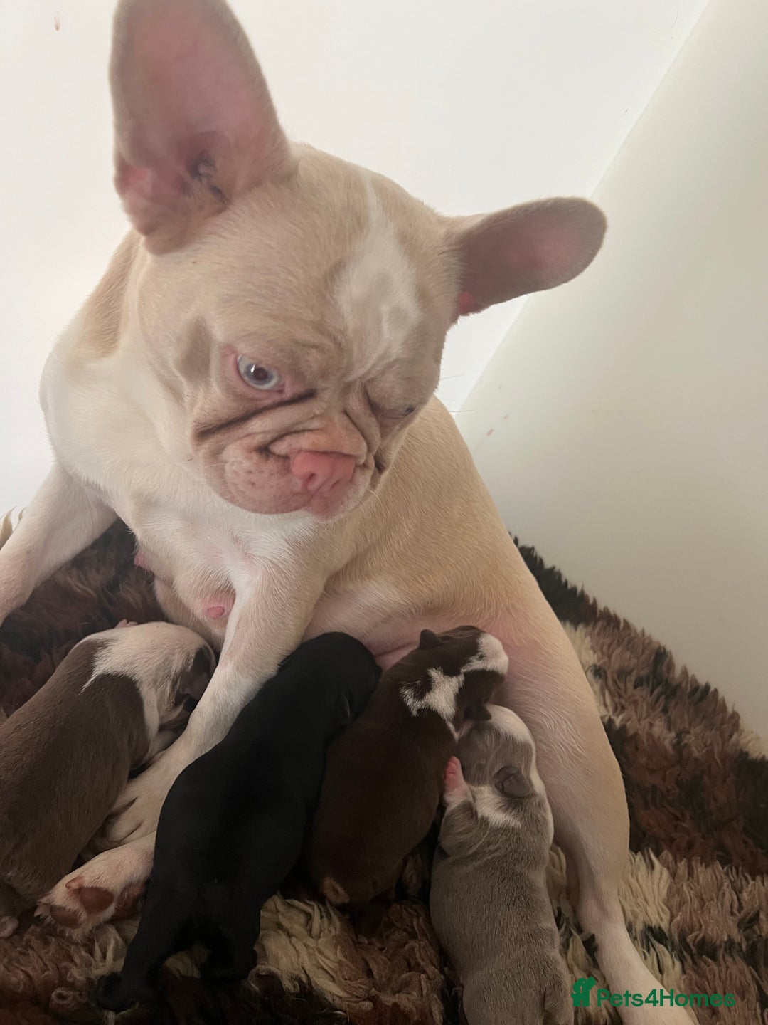 French Bulldog dogs for sale: French Bulldog Puppies  - Image 4