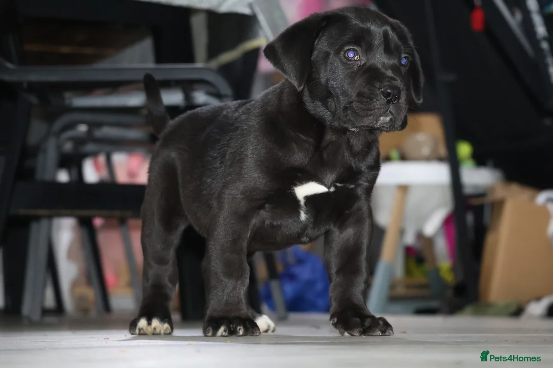 Presa Canario dogs for sale: Presa Canario puppies - Advert 12