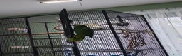 Parrots birds for sale: Amazon parrot Franco - Advert 7