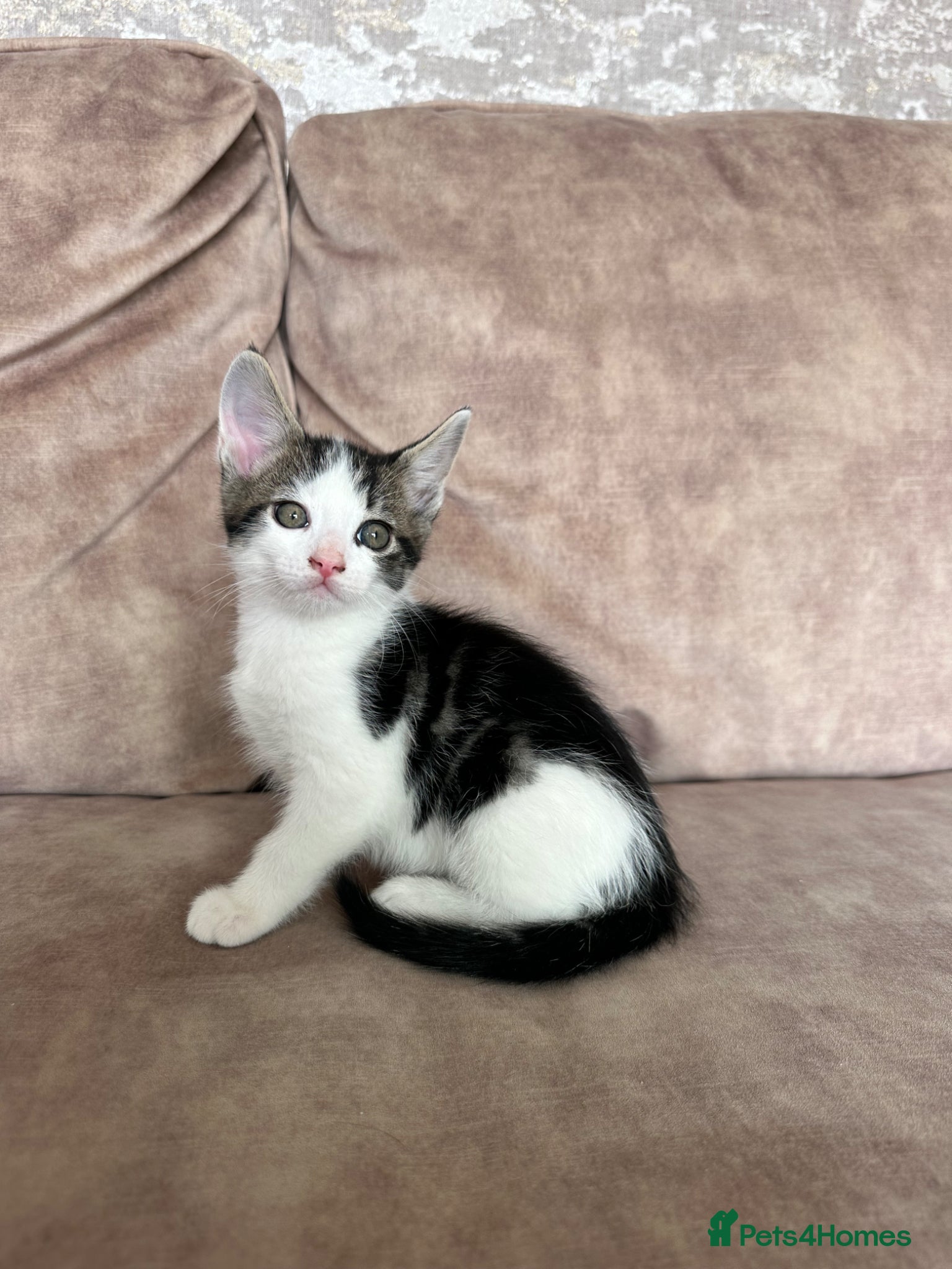 Mixed Breed cats Beautiful playful kittens - Advert 1