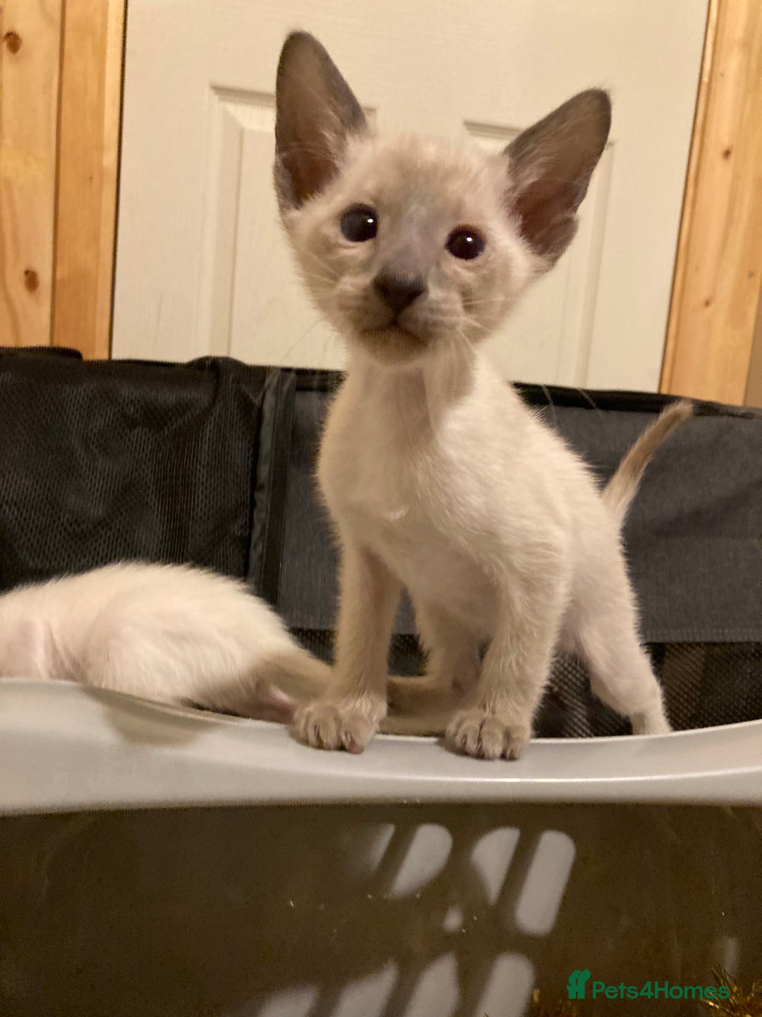 Oriental cats for sale: Oriental shorthair kittens - Advert 12