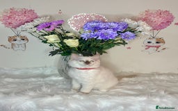Ragdoll cats for sale: ⭐️TICA REG⭐️Pedigree Ragdoll Kittens DNA CLEAR ✅  - Image 21
