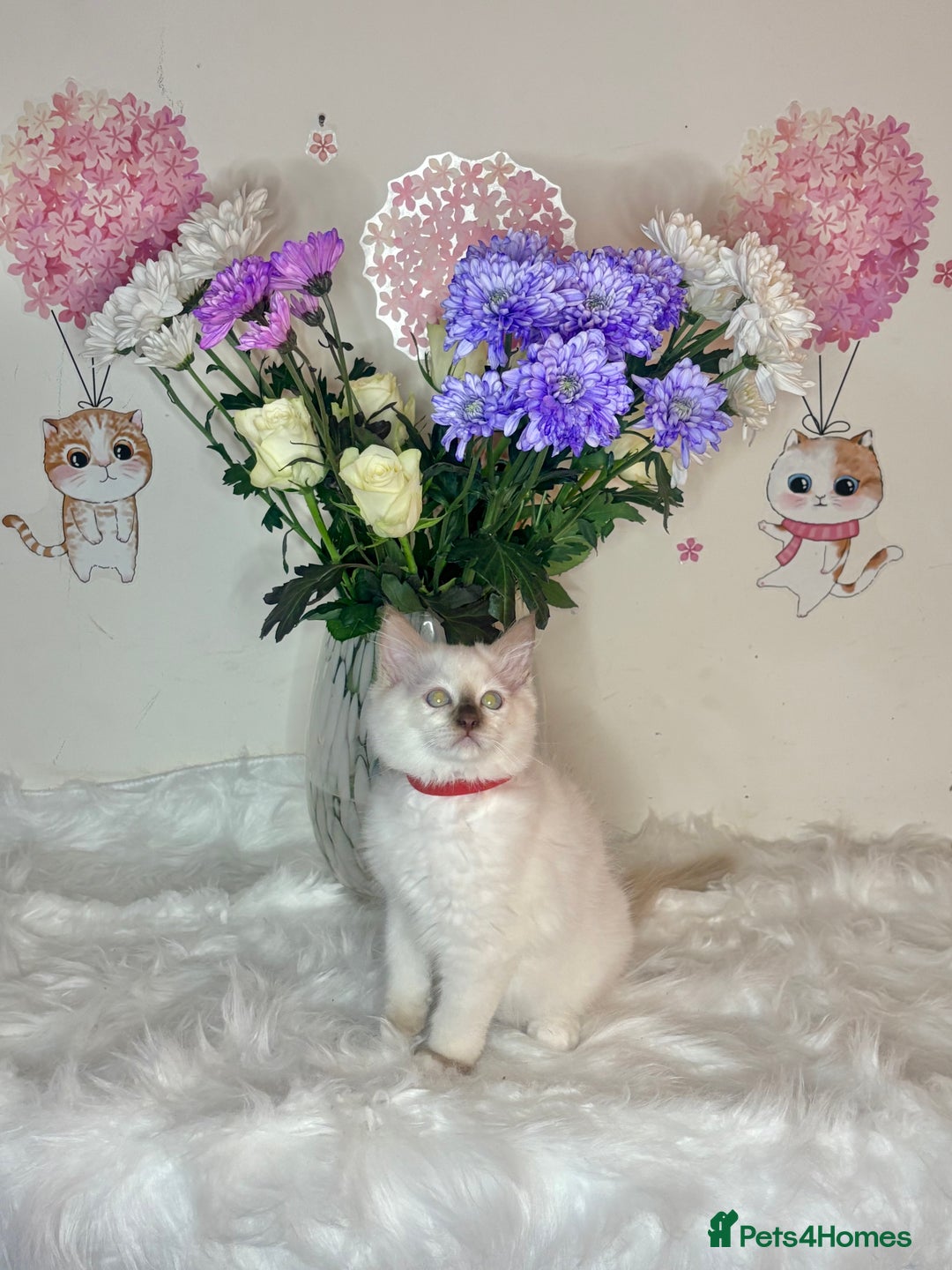 Ragdoll cats for sale: ⭐️TICA REG⭐️Pedigree Ragdoll Kittens DNA CLEAR ✅  - Image 21