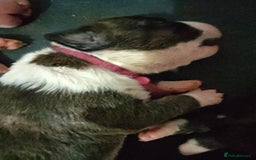 Bull Terrier dogs for sale: Stunning bull terrier pups - Image 5