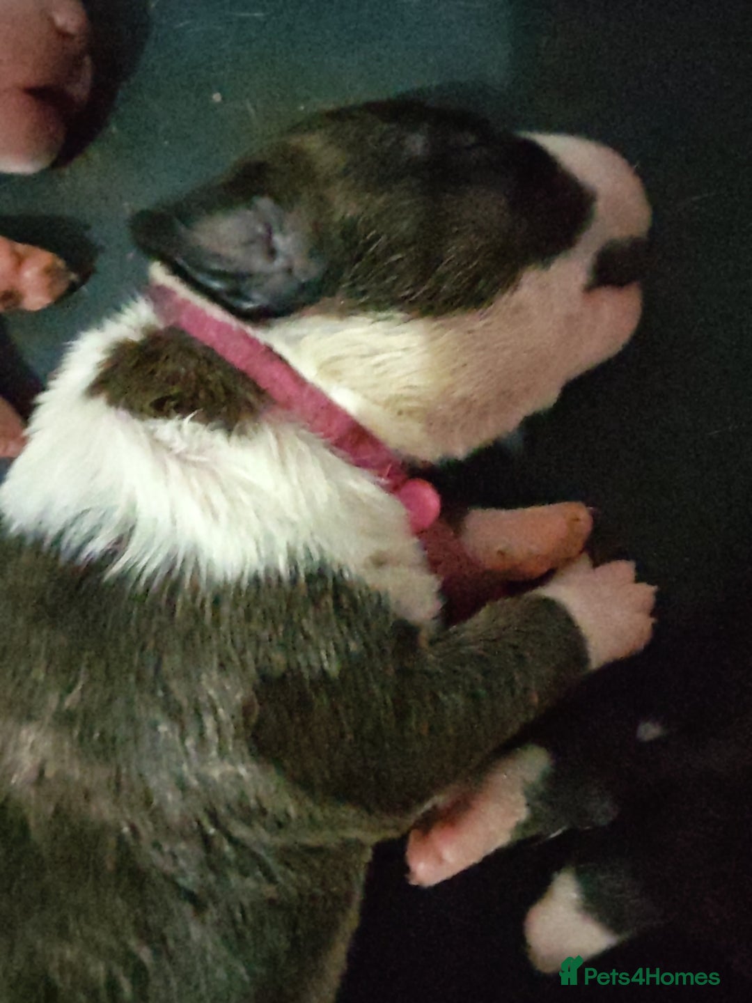 Bull Terrier dogs for sale: Stunning bull terrier pups - Image 5