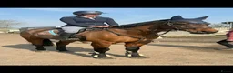 Irish Sports horses for sale: Classy Allrounder with a super CV - Advert 1