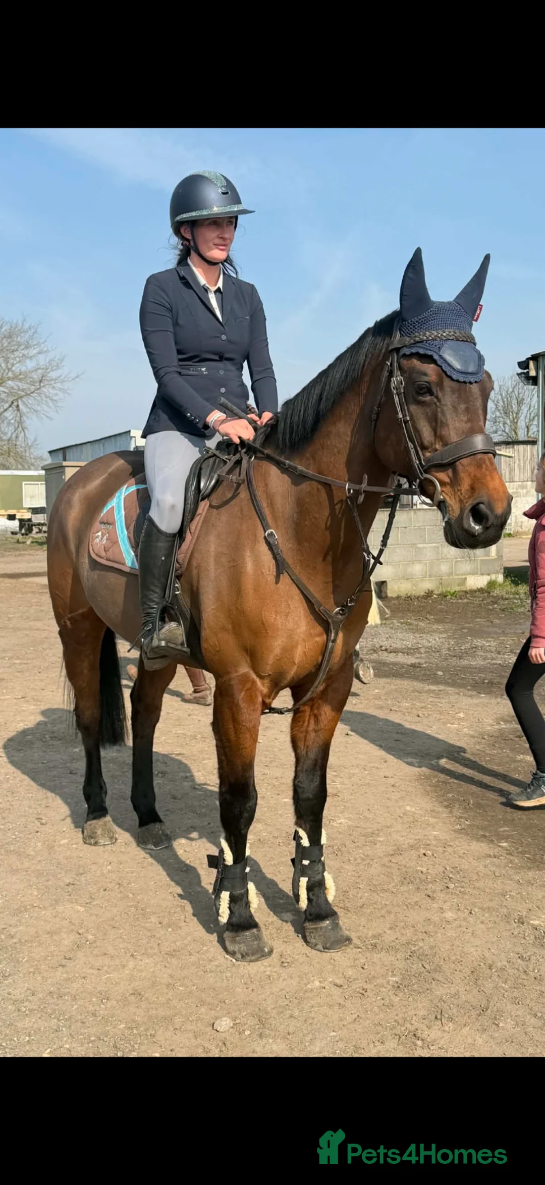Irish Sports horses for sale: Classy Allrounder with a super CV - Advert 1