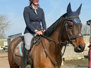 Irish Sports horses Classy Allrounder with a super CV - Advert 3