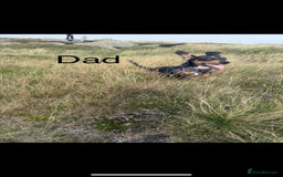 Mixed Breed dogs for sale: Adorable Daschund x spaniel pups  - Advert 5