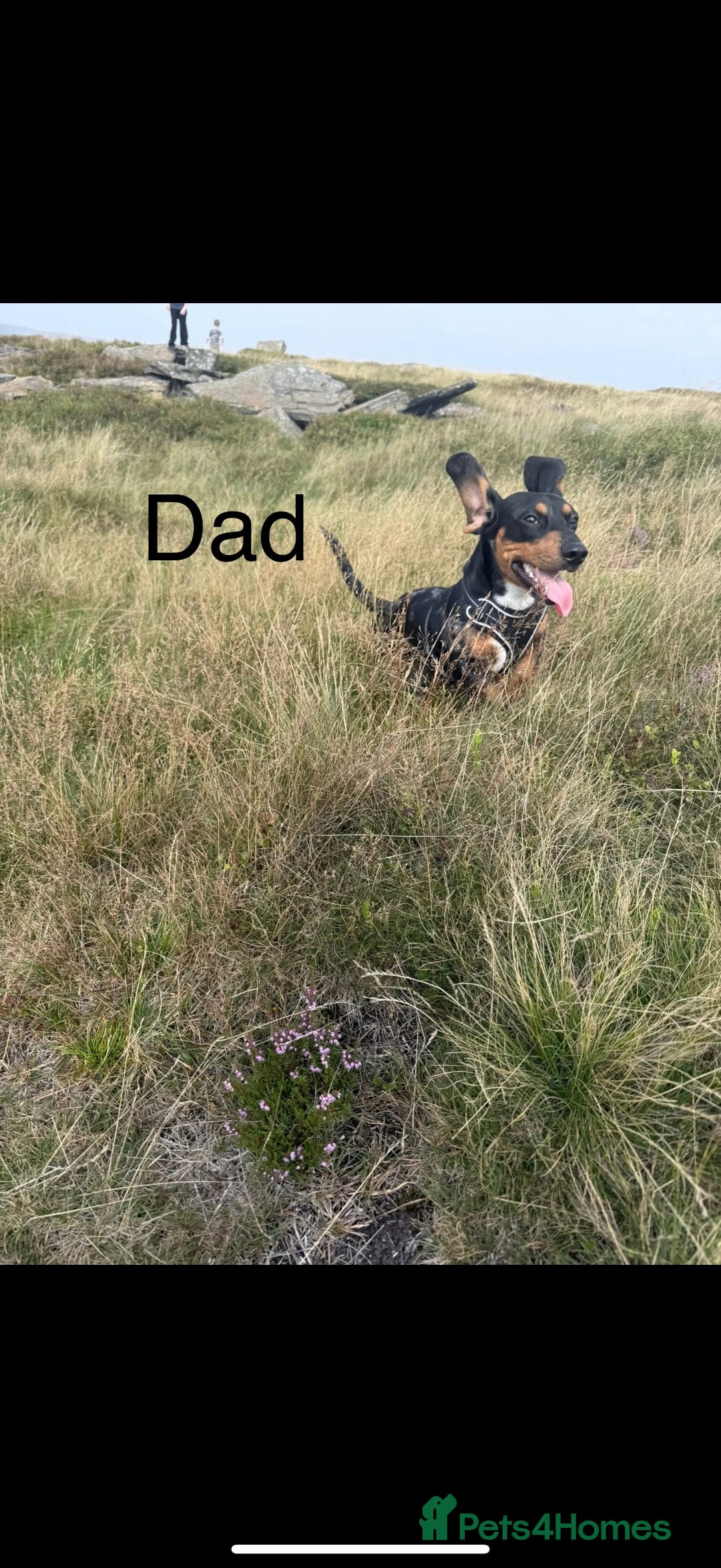 Mixed Breed dogs for sale: Adorable Daschund x spaniel pups  - Advert 5