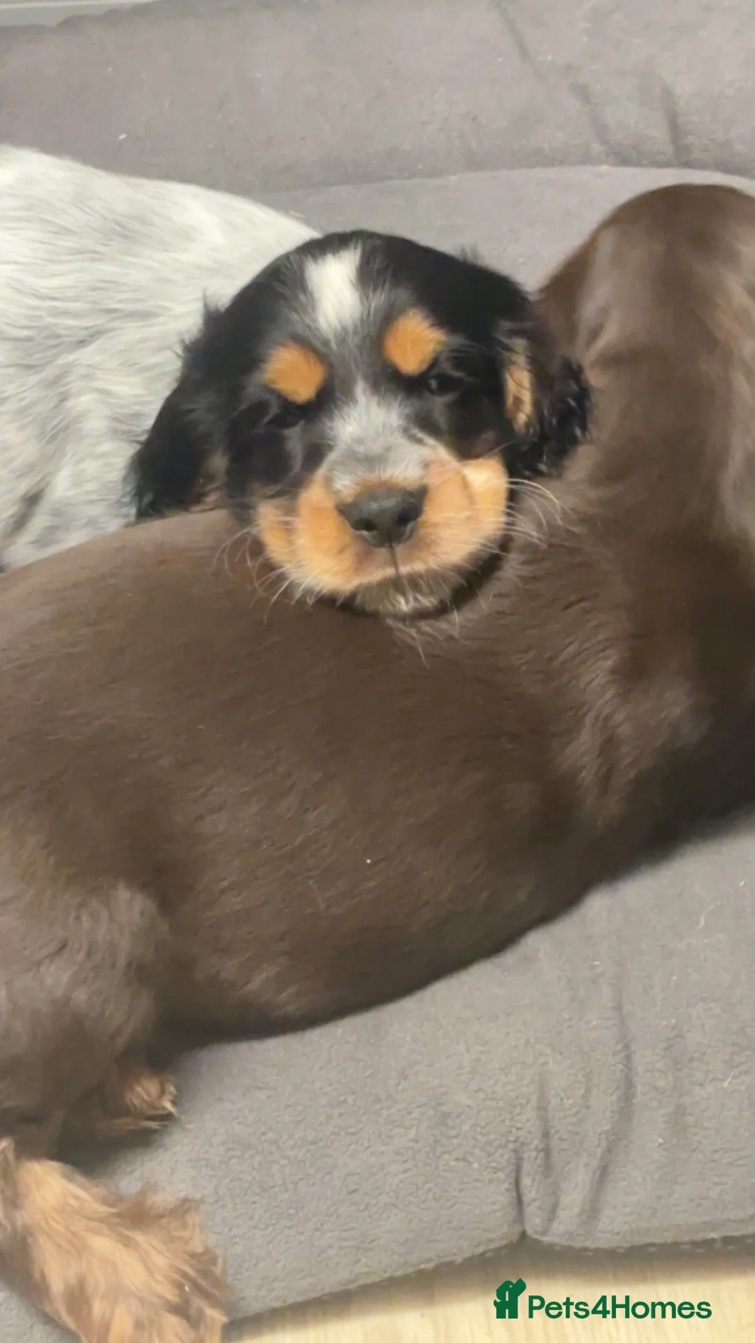 Cocker Spaniel dogs for sale: Gorgeous Cocker Spaniel (show) pups for sale! - Advert 2