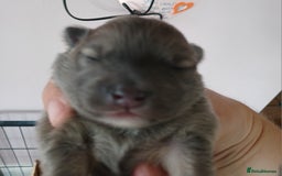 Pomeranian dogs for sale: Two male pom pups ready by 4th oct 25 - Image 3