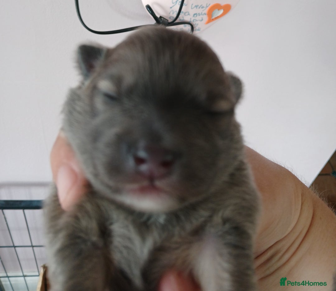 Pomeranian dogs for sale: Two male pom pups ready by 4th oct 25 - Image 3